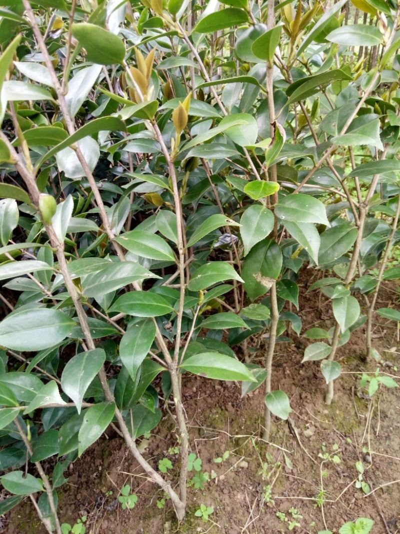 茶花树30~50cm