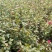 茶花树30~50cm