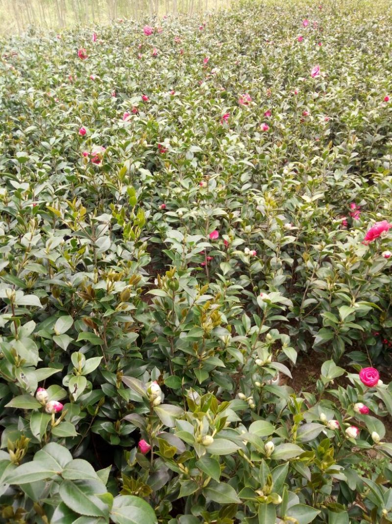 茶花树30~50cm