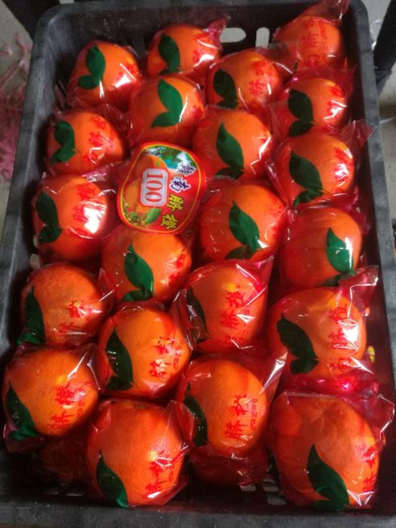血橙/中华红橙地头批发/秭归红心橙/红橙产地一手货源