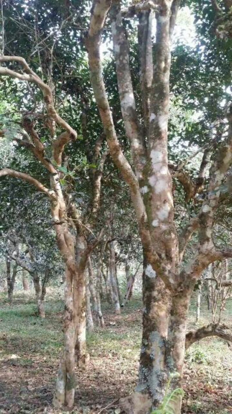 古树茶特级