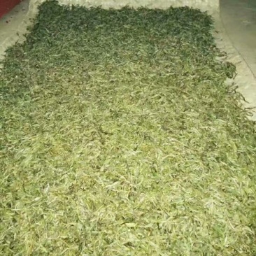 古树茶特级