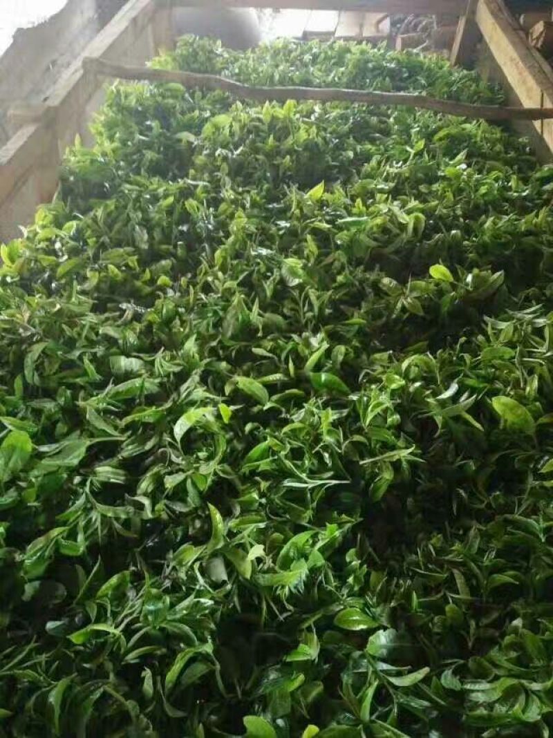 古树茶特级