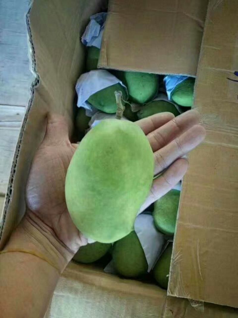 芒果圣德龙