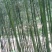 苦竹6~7m