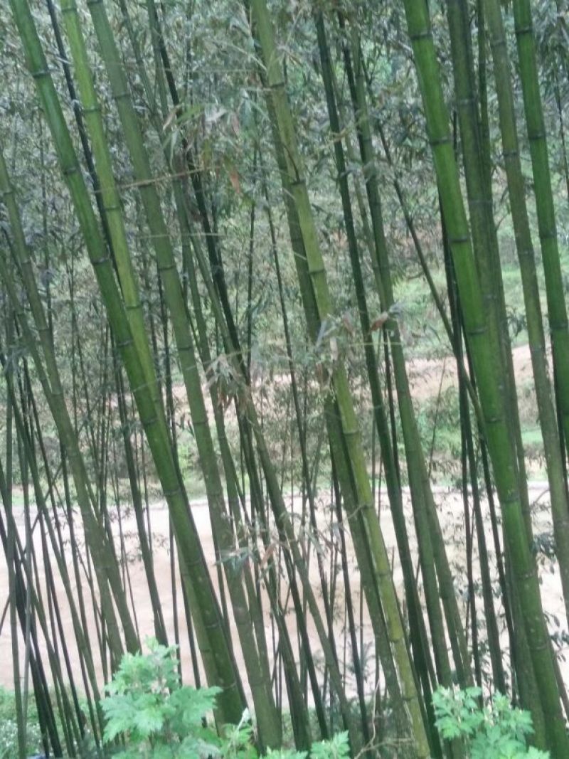 苦竹6~7m