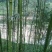 苦竹6~7m