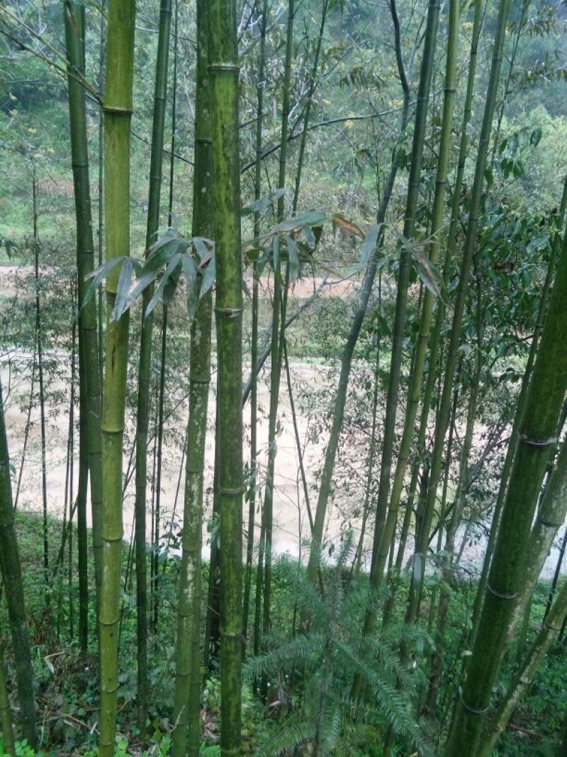 苦竹6~7m