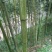 苦竹6~7m