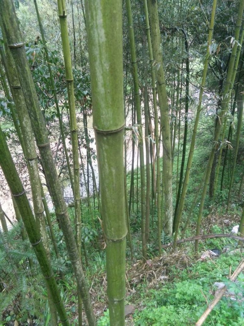 苦竹6~7m