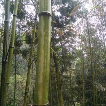 苦竹6~7m