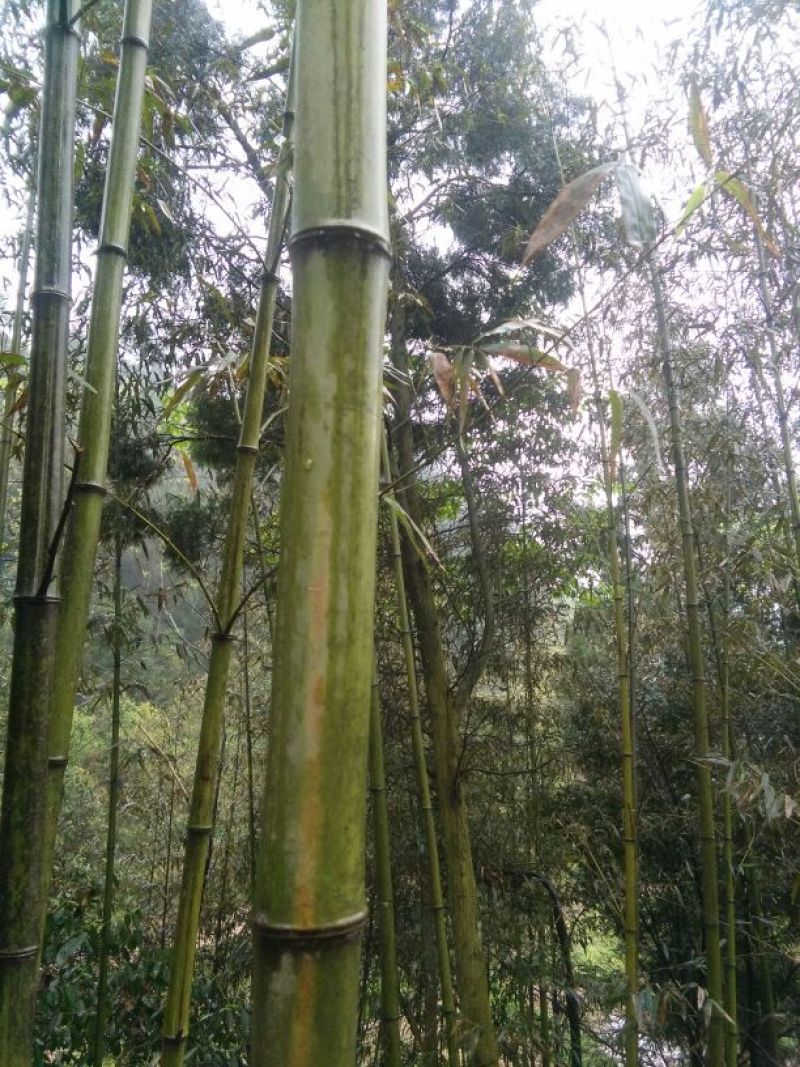 苦竹6~7m