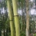 苦竹6~7m