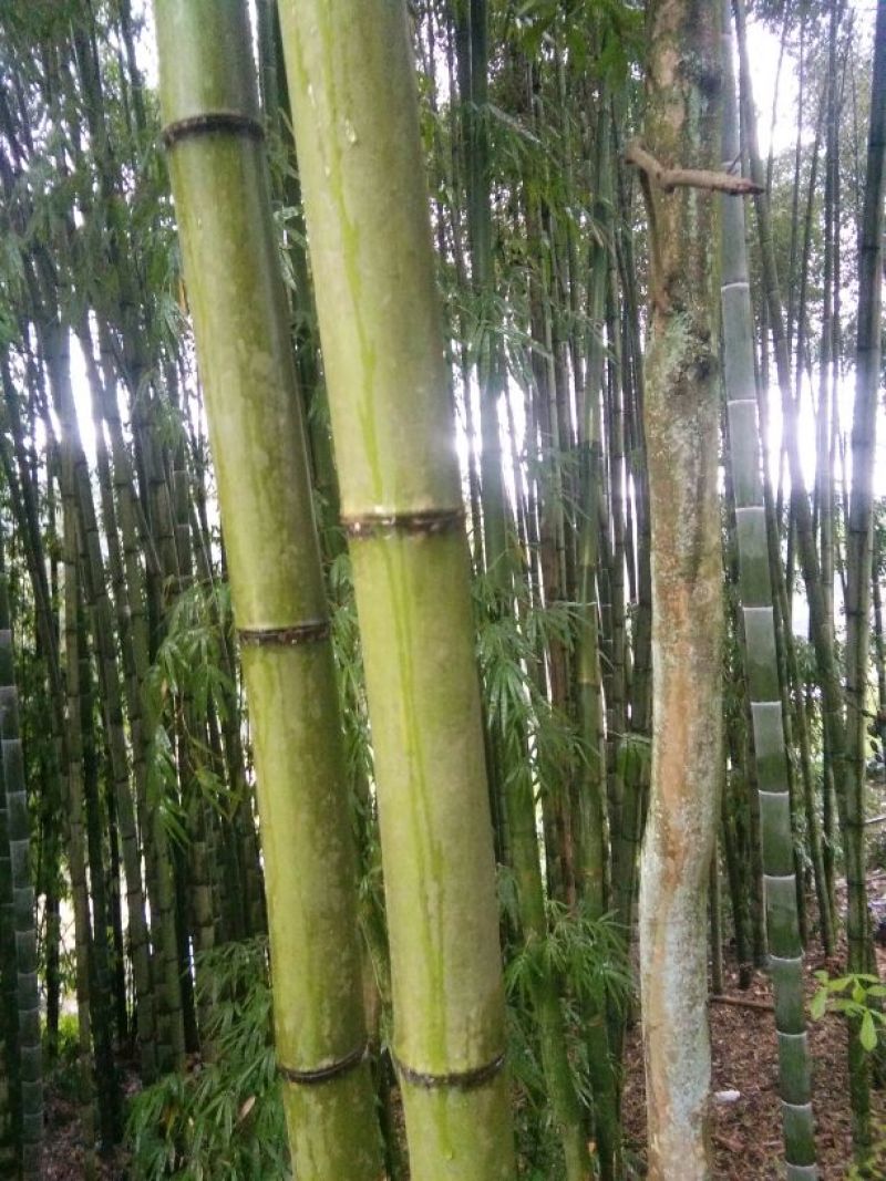 苦竹6~7m