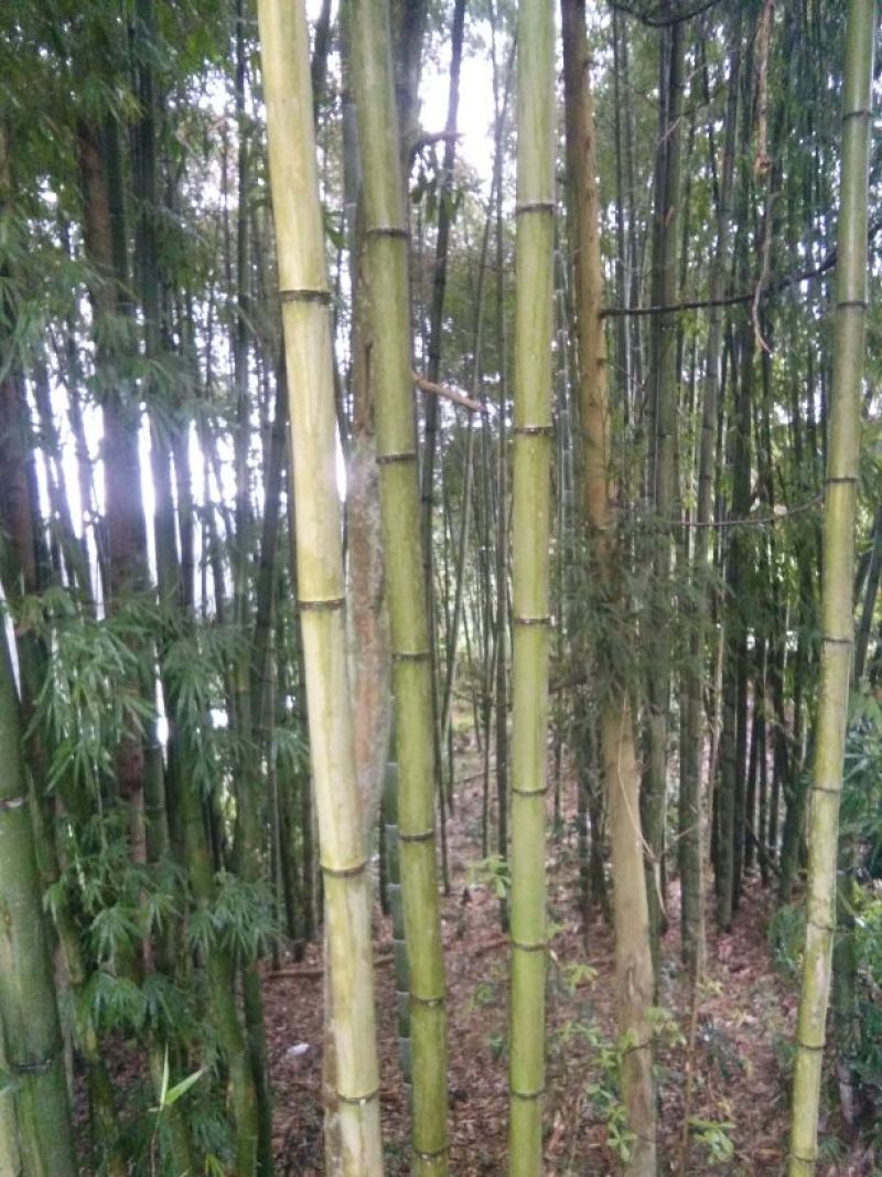 苦竹6~7m