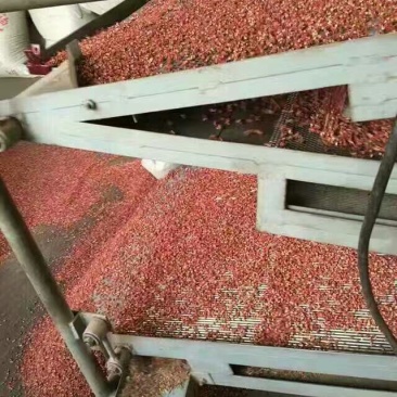 大红袍花椒一级干