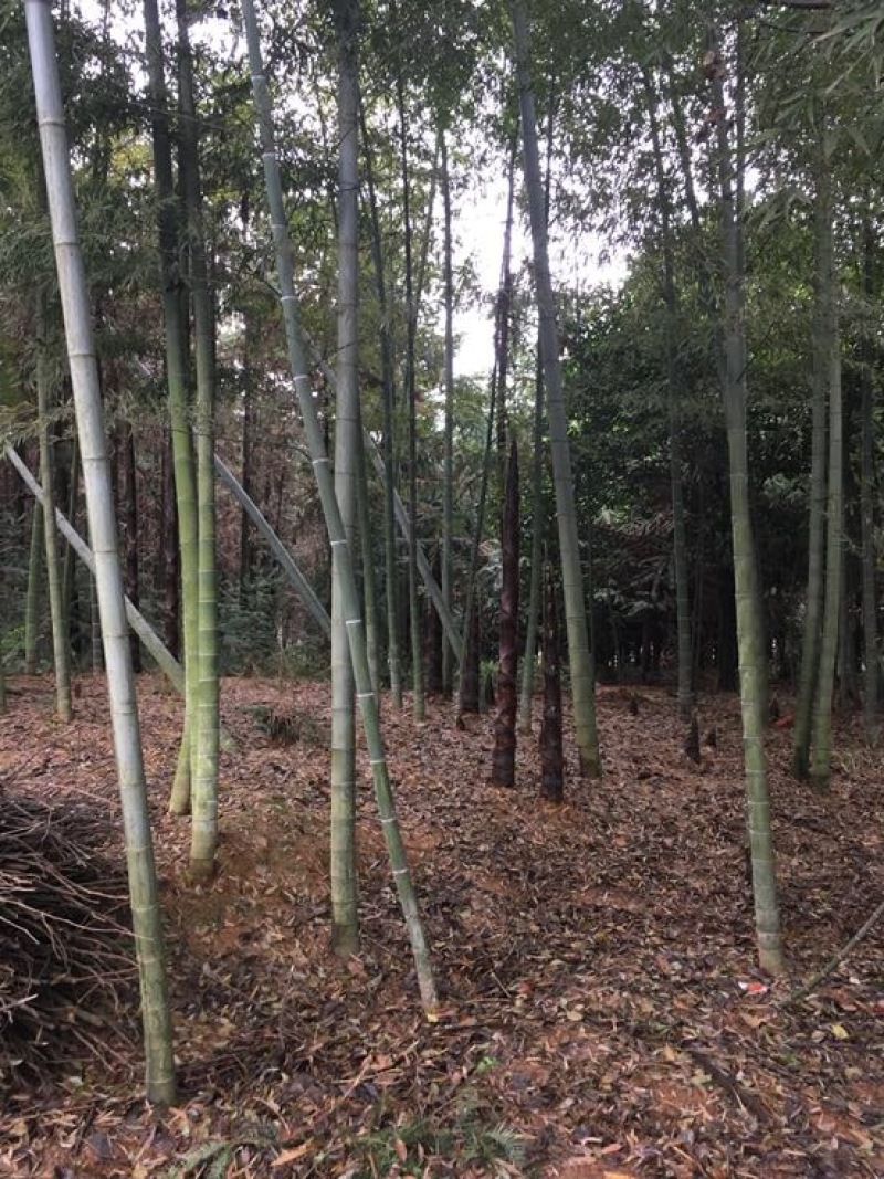 竹子