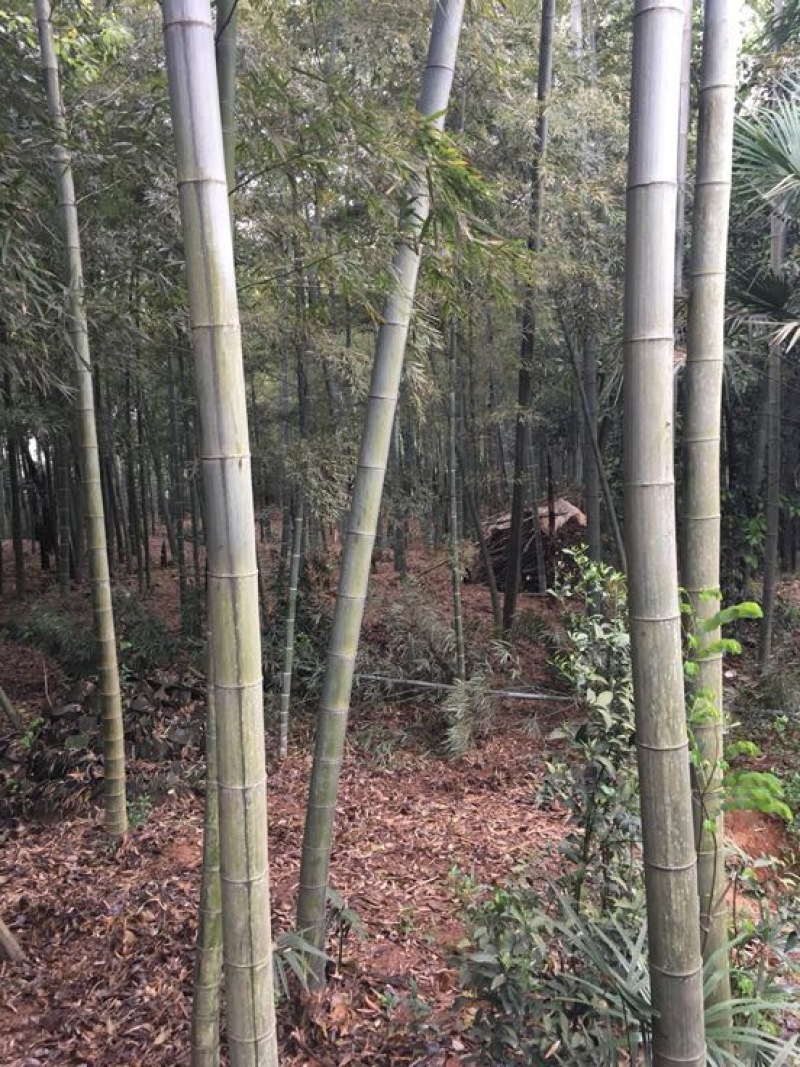 竹子