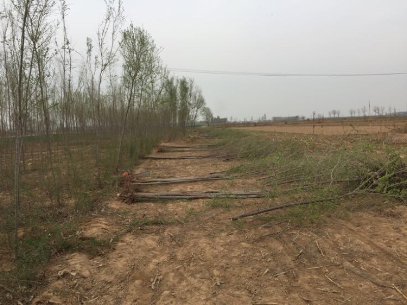 小叶榆树
