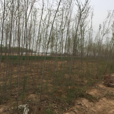 小叶榆树