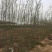 小叶榆树