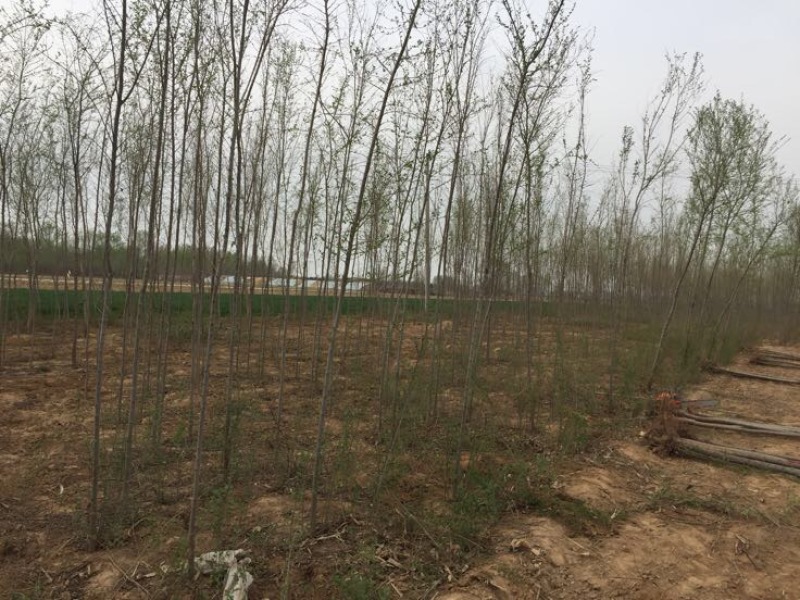 小叶榆树