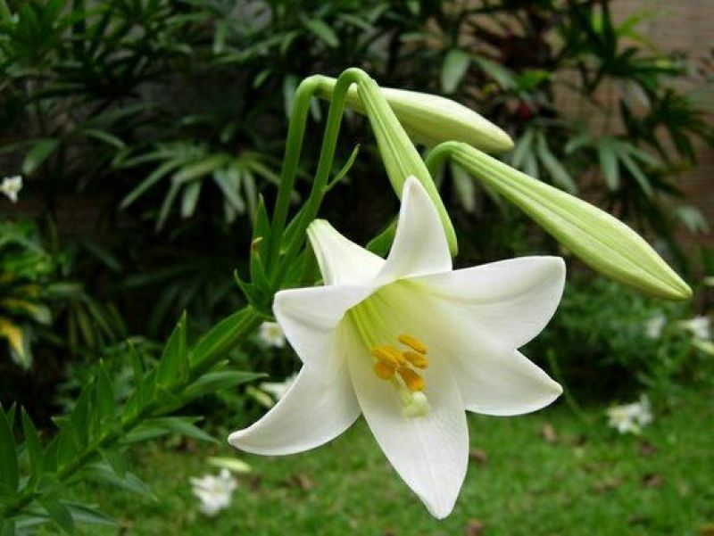 百合