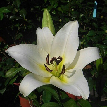 百合