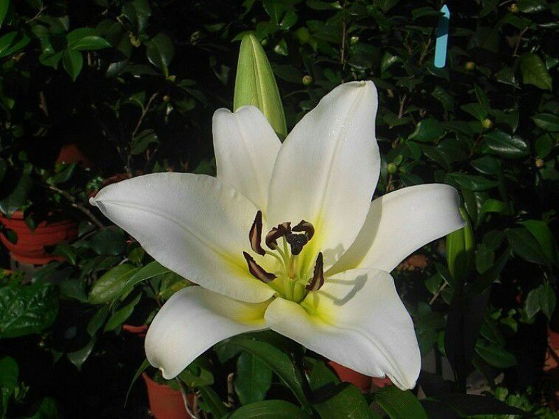 百合