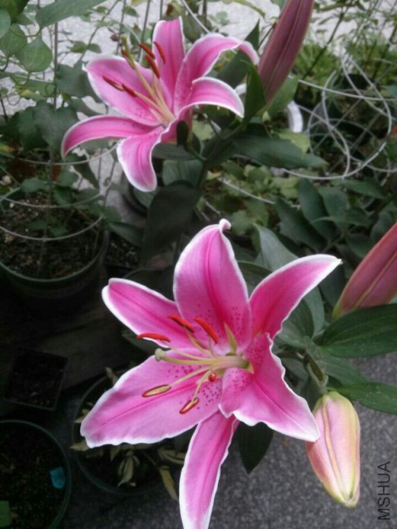 百合