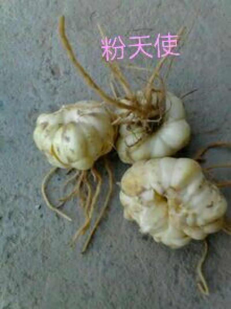 百合