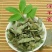淫羊藿全叶