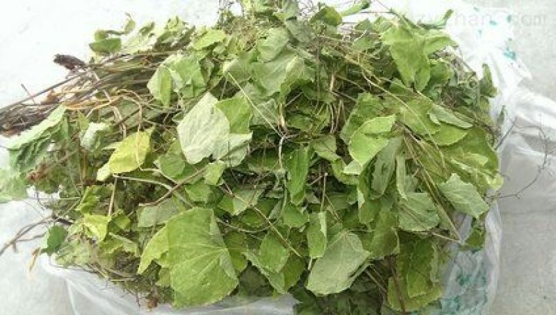 淫羊藿全叶