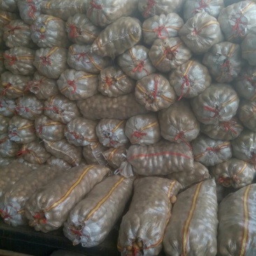 荷兰十五土豆1~2两