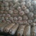 荷兰十五土豆1~2两