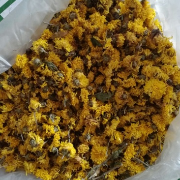 珍珠菊花茶河南焦作温县怀菊花