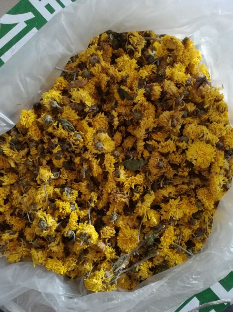 珍珠菊花茶河南焦作温县怀菊花