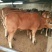 鲁西黄牛犊200~300kg