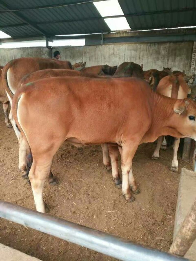 鲁西黄牛犊200~300kg