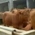 鲁西黄牛犊200~300kg