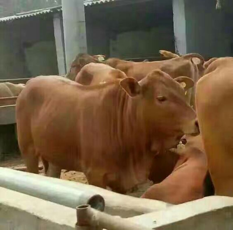 鲁西黄牛犊200~300kg