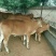 鲁西黄牛犊200~300kg