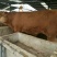 鲁西黄牛犊200~300kg