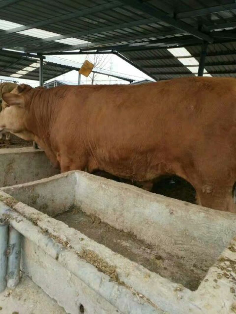 鲁西黄牛犊200~300kg