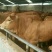 鲁西黄牛犊200~300kg