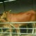 鲁西黄牛犊200~300kg