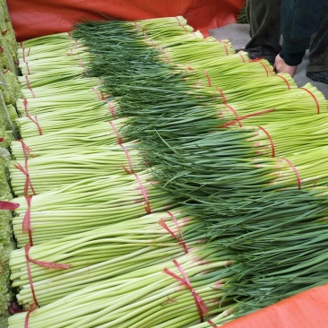 【精品红帽蒜苔】，蒜苔，基地直发大量上市欢迎联系