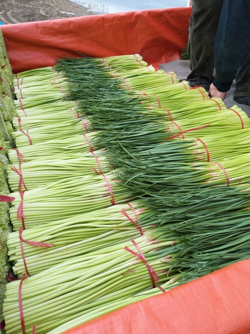 【精品红帽蒜苔】，蒜苔，基地直发大量上市欢迎联系