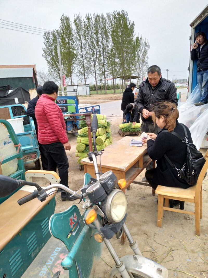 【精品红帽蒜苔】，蒜苔，基地直发大量上市欢迎联系