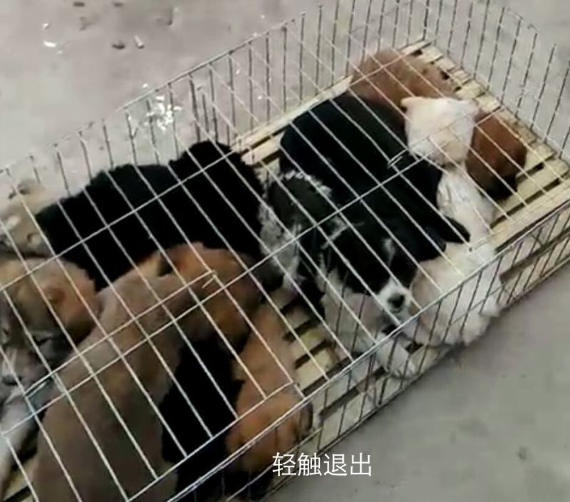 黑狼拉布拉多导盲犬泰迪犬金毛幼犬杜高犬海盗眼卡斯罗